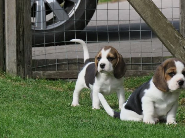 tre cuccioli di beagle cioccolato | Foto 6