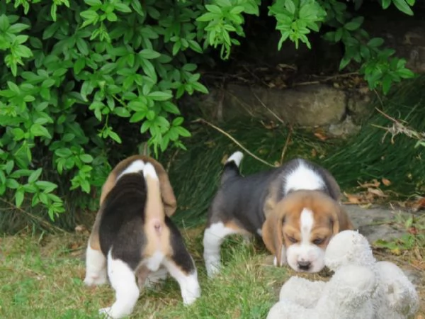 tre cuccioli di beagle cioccolato | Foto 3