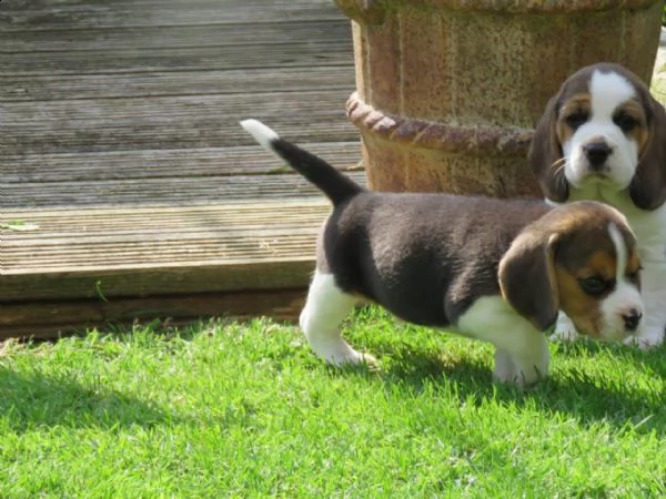 tre cuccioli di beagle cioccolato | Foto 0