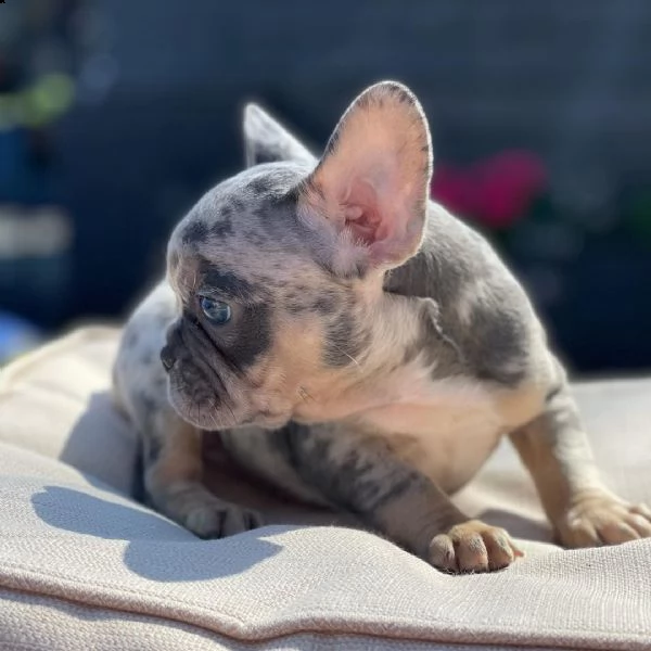french bulldog puppies available.
