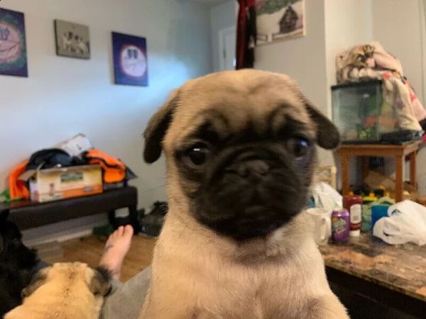 stupendi cuccioli carlino | Foto 5