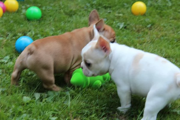 bulldog francese, maschi e femmine)) completamente vaccinato, sverminato