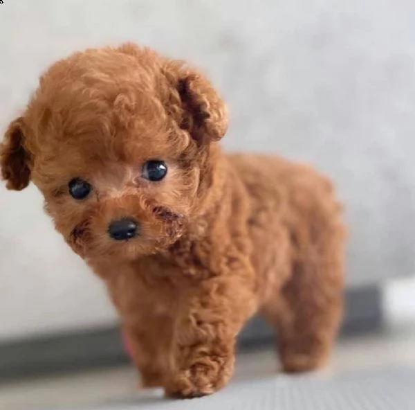 2regalo barboncino))