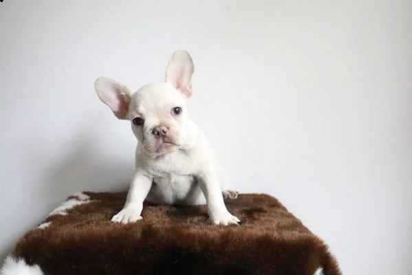 bellissimi cuccioli di bulldog francese maschi  | Foto 2