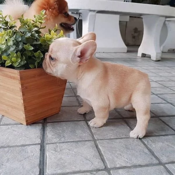 cuccioli di bulldog francese per l'adozione