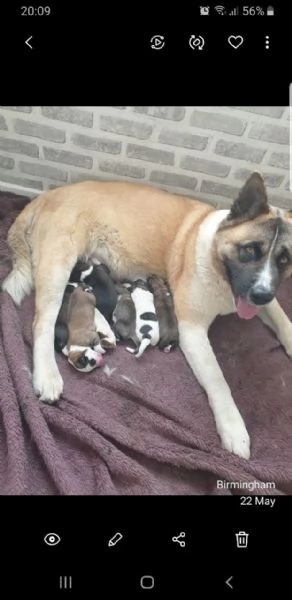 cuccioli di akita addestrati in casa | Foto 2