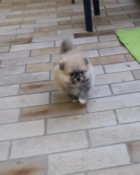 volpino di pomerania toy | Foto 6