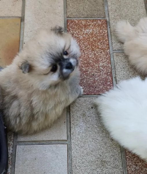 volpino di pomerania toy | Foto 5