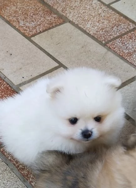 volpino di pomerania toy | Foto 4