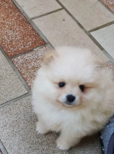 volpino di pomerania toy