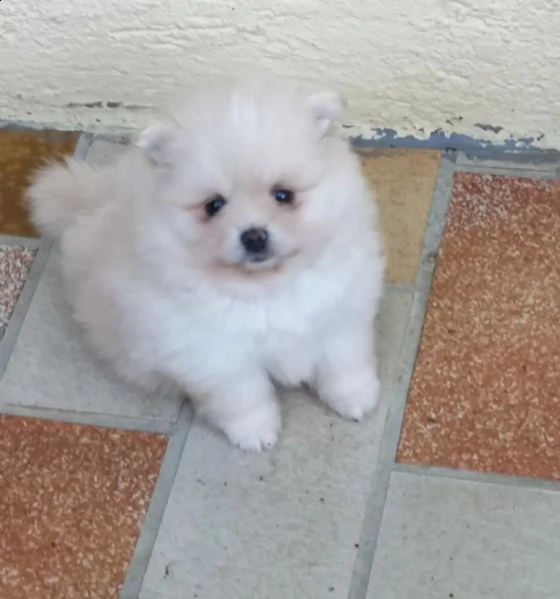 volpino di pomerania toy | Foto 3