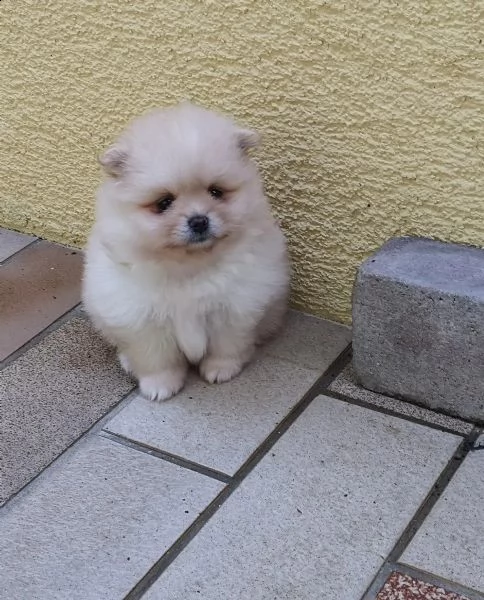 volpino di pomerania toy | Foto 2