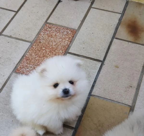 volpino di pomerania toy | Foto 1