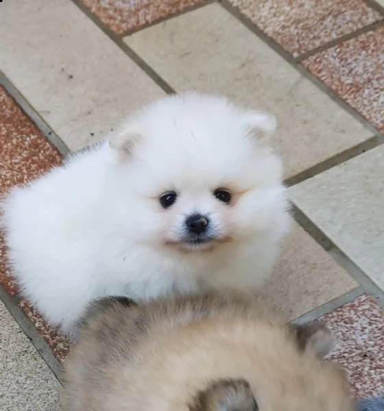 volpino di pomerania toy | Foto 0