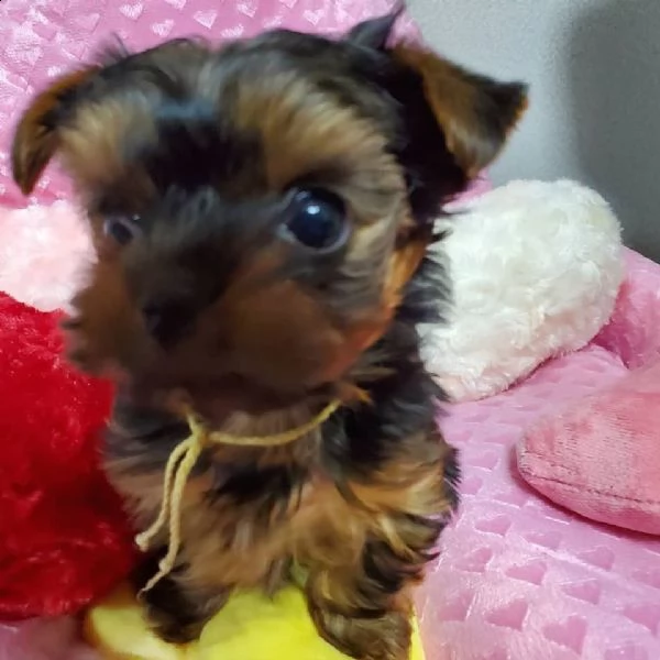 yorkshire terrier cuccioli | Foto 6