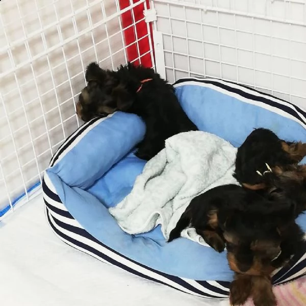 yorkshire terrier cuccioli | Foto 5