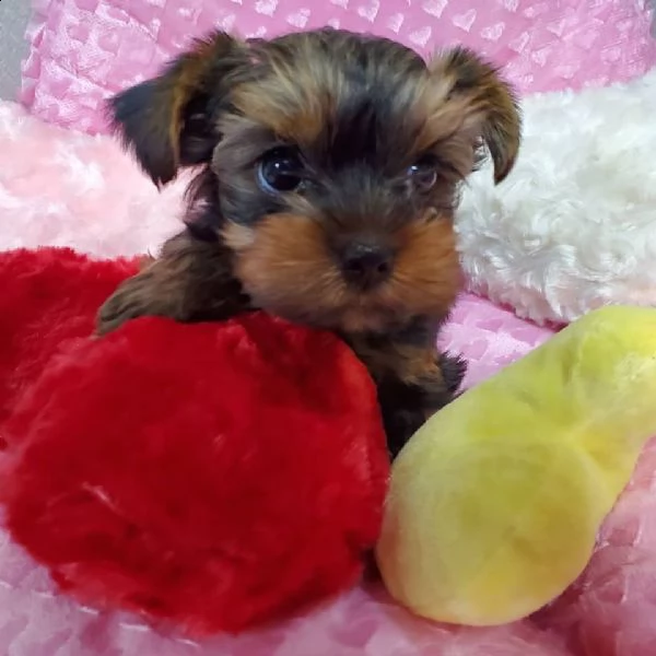 yorkshire terrier cuccioli | Foto 4