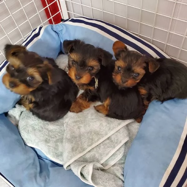 yorkshire terrier cuccioli | Foto 2