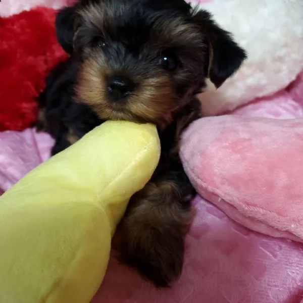 yorkshire terrier cuccioli | Foto 0