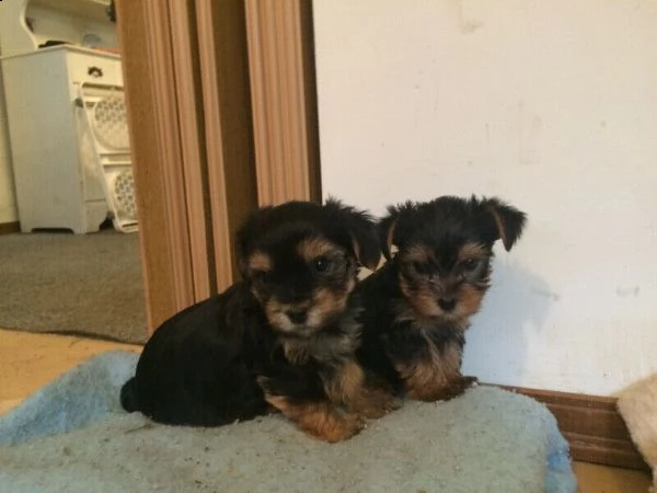 yorkshire terrier cuccioli