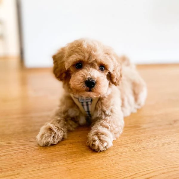 barboncino maschio | Foto 0