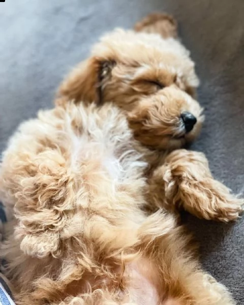 cuccioli di barboncino nano di due mesi  | Foto 1