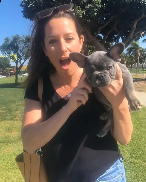 cuccioli di bulldog francese disponibili per la vendita.  )) | Foto 1