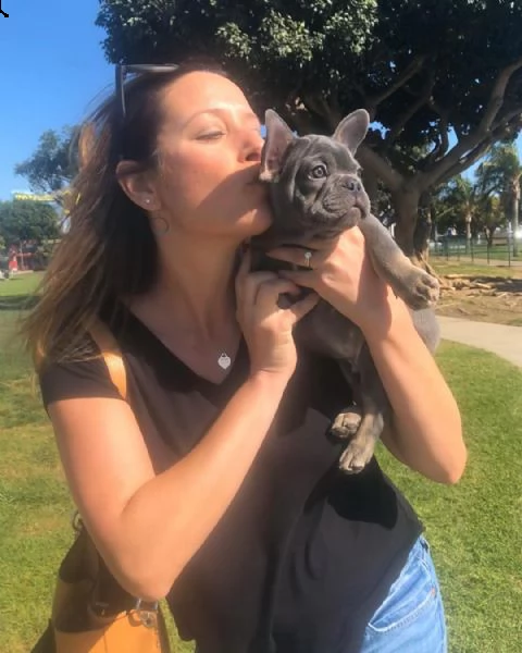 cuccioli di bulldog francese disponibili per la vendita.  ))