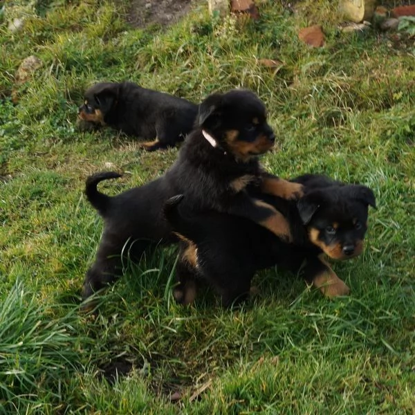 cuccioli rottweiler formati in casa | Foto 0
