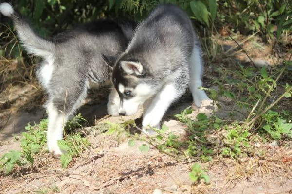 cuccioli di siberian husky | Foto 5