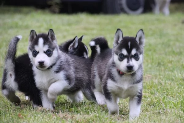 cuccioli di siberian husky | Foto 4