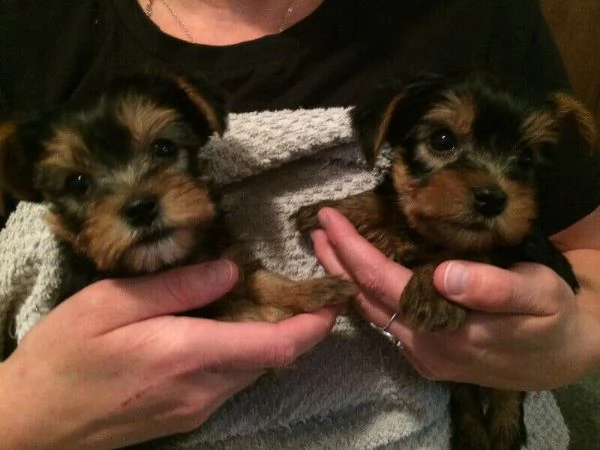 cuccioli di yorkie della tazzina