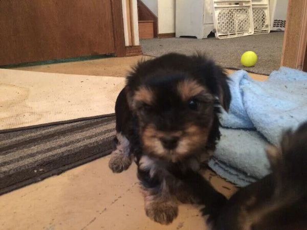 cuccioli di yorkie della tazzina | Foto 3