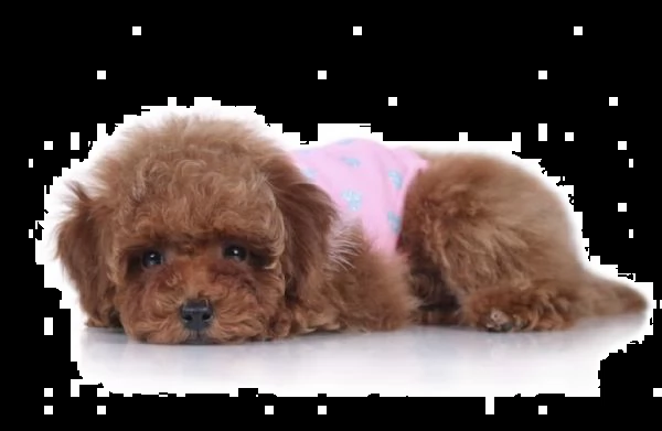 disponibile ****regalo barboncino toy 