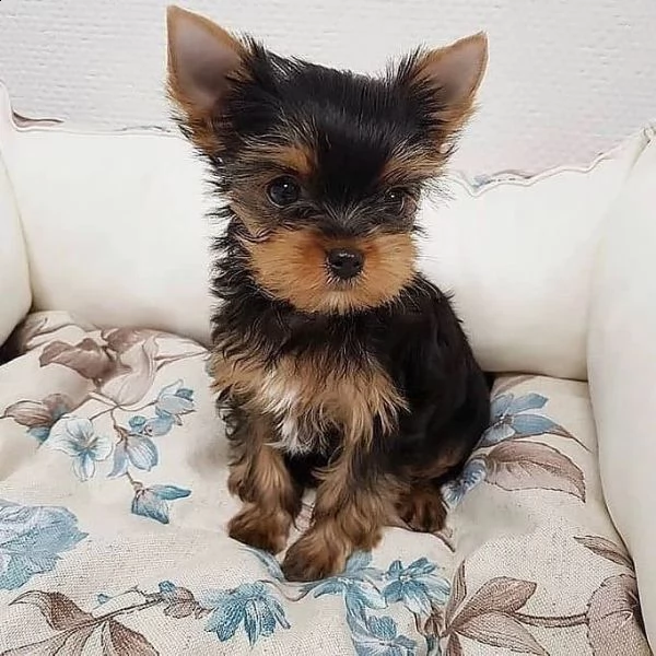 abbiamo dei bellissimi cuccioli di yorkie (+34631716322)