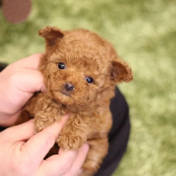 2regalo barboncino{{ | Foto 0