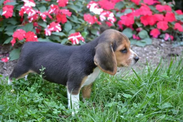 tre cuccioli di beagle cioccolato con pedigree | Foto 5
