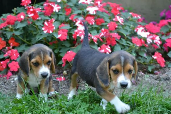 tre cuccioli di beagle cioccolato con pedigree | Foto 4