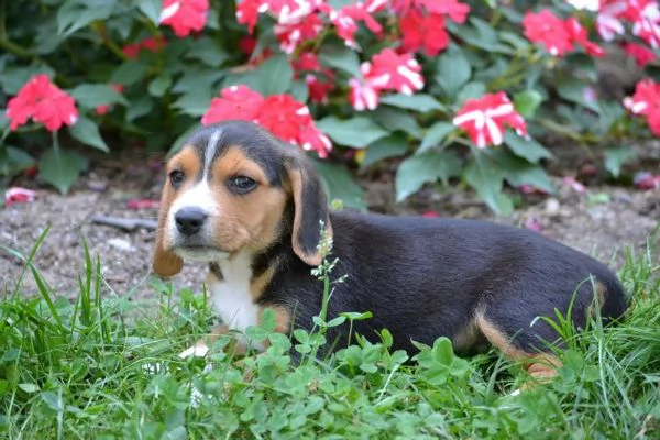 tre cuccioli di beagle cioccolato con pedigree | Foto 3