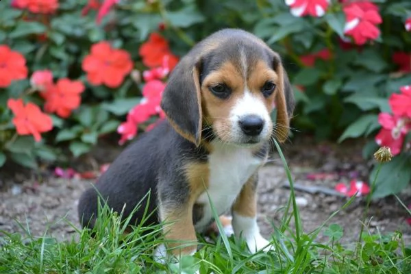 tre cuccioli di beagle cioccolato con pedigree | Foto 2