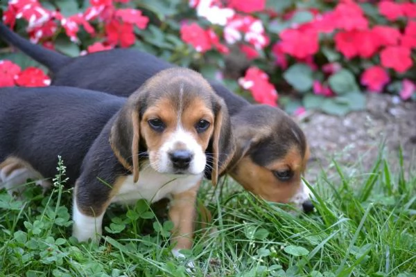 tre cuccioli di beagle cioccolato con pedigree | Foto 1