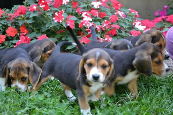 tre cuccioli di beagle cioccolato con pedigree