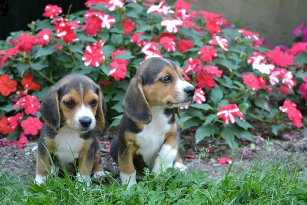tre cuccioli di beagle cioccolato con pedigree | Foto 0