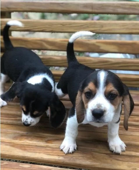 adorabili cuccioli di beagle. | Foto 0