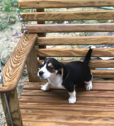 adorabili cuccioli di beagle.