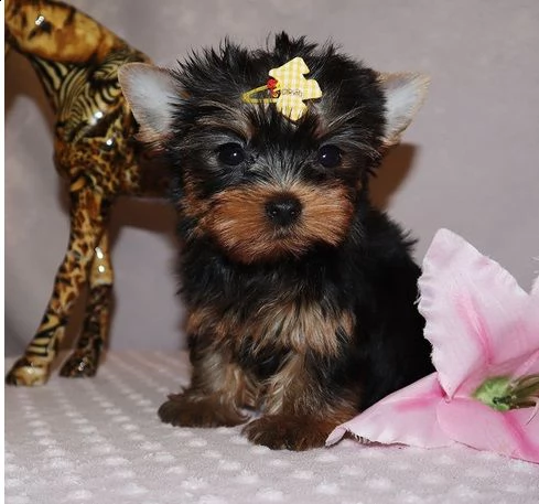 adorabili cuccioli di yorkie.