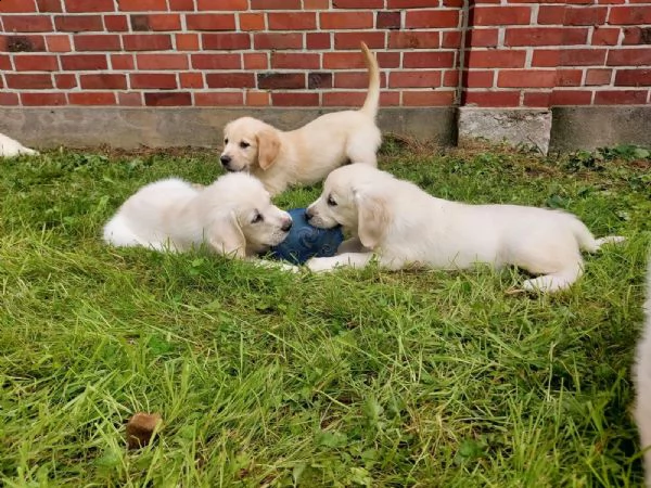 bellissimi cuccioli di golden retriever | Foto 2
