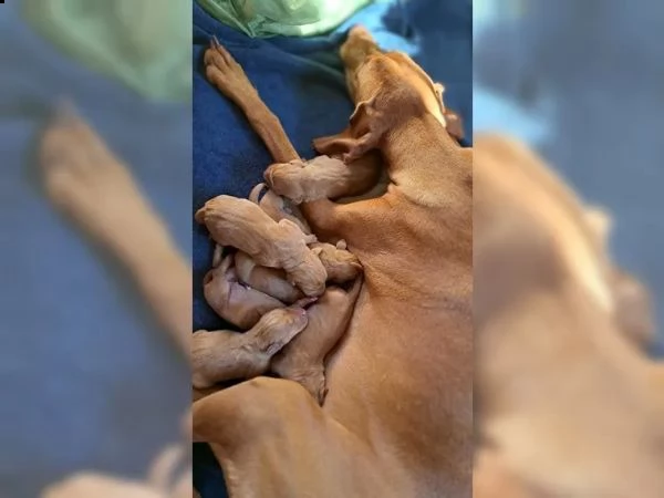 cuccioli di bracco italiano | Foto 5