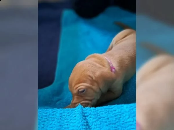 cuccioli di bracco italiano | Foto 4