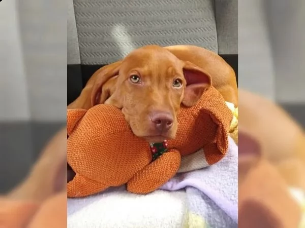 cuccioli di bracco italiano | Foto 3